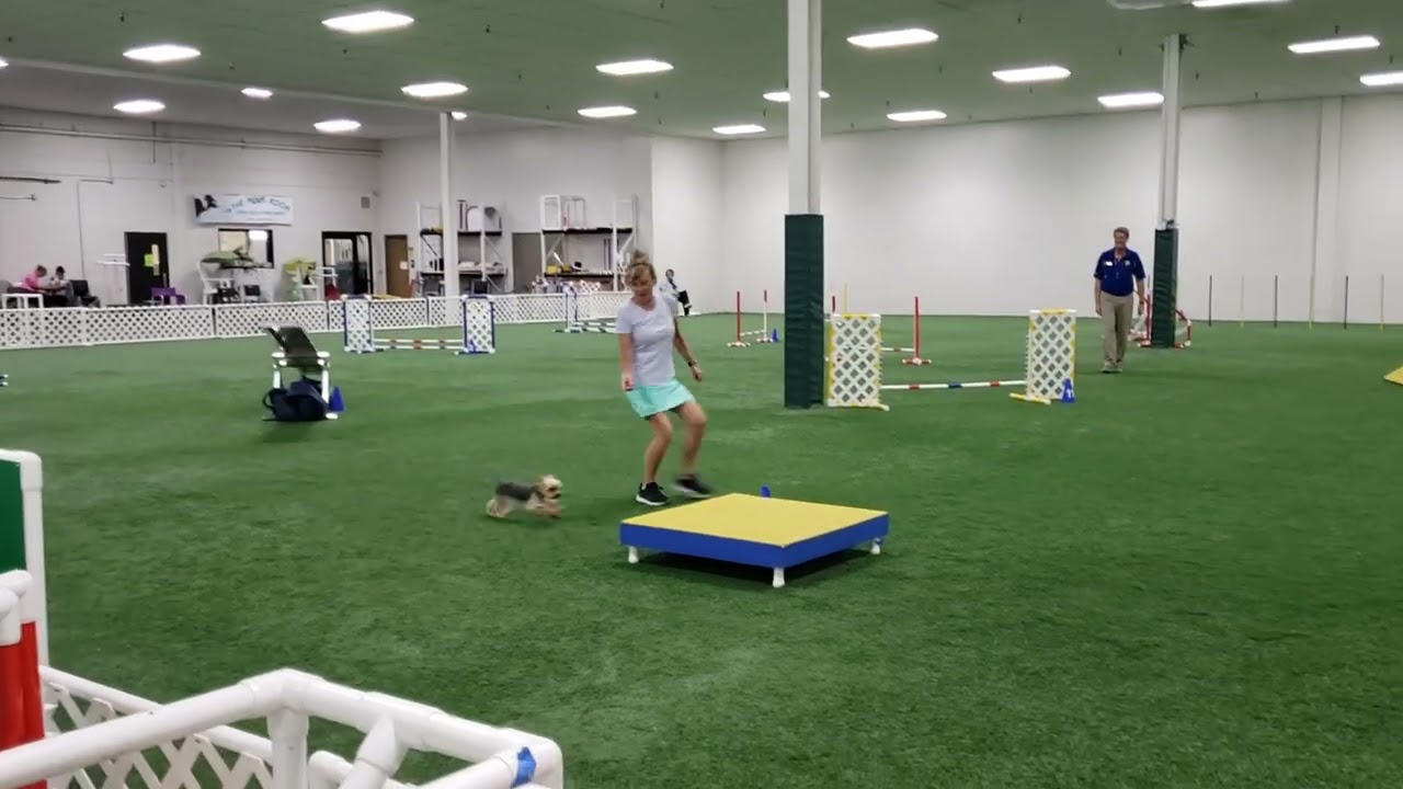 Agility Runs are not always pretty!  Geno July 2022