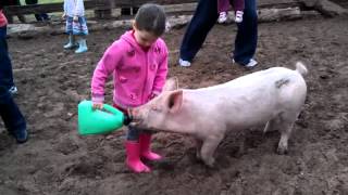 preview picture of video 'Narnu Farm feeding pigs'