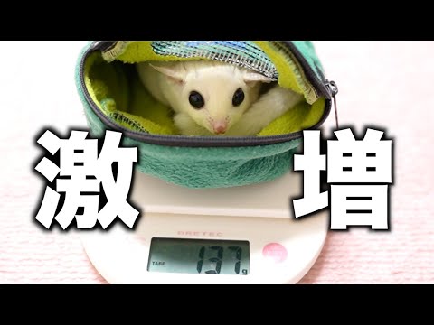 モモンガの体重を測ったら大変な結果になりました