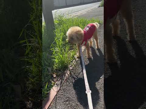 経営学科 トイプードル1歳 #トイプードル #おパンツカット #toypoodle