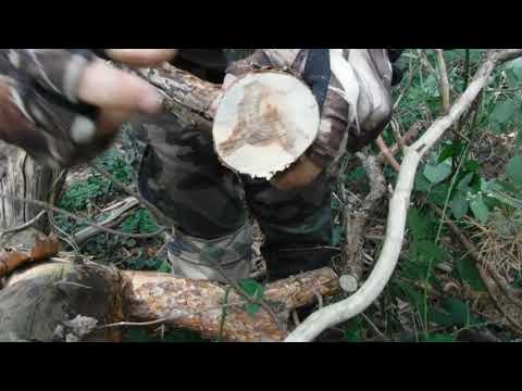 Kienspan im Wald finden und ernten