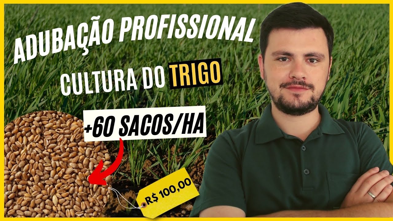 Como Fazer uma adubação de TRIGO de maneira profissional
