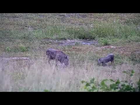Djuma: Warthogs - 11:57 - 02/08/2022