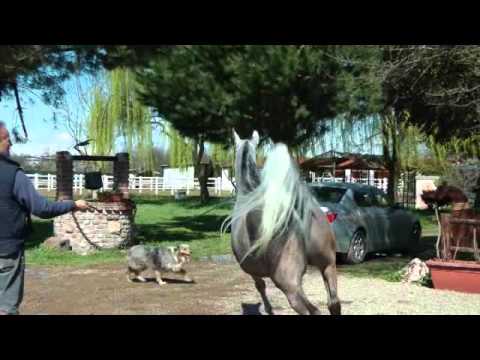 L.B. Amira by Ashiraf