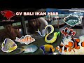 Supplier Ikan Hias Di Bali