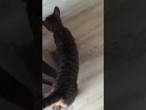 Cat video