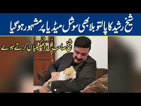 Watch: Sheikh Rasheed Playing With His Cat which went viral on social media