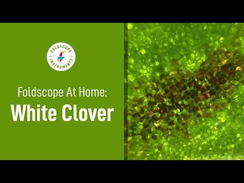 Foldscope at Home: White Clover