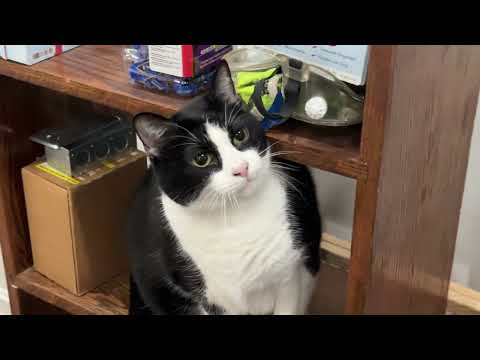 Talking Turkey Tammy