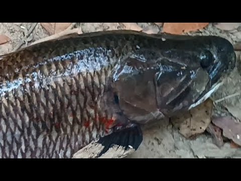 ESSE CAMARADA PESCA TRAIRÃO PARA SOBREVIVER NA AMAZÔNIA!