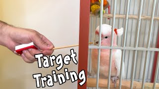 Target Training a Major Mitchell's Cockatoo