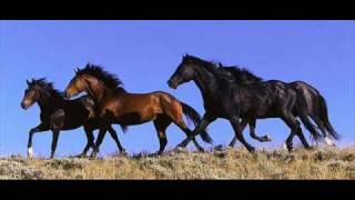 Alexander Rybak &quot;13 horses &quot; (lyrics in the info box)