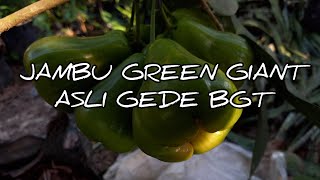 Download lagu TABULAMPOT JAMBU AIR GREEN GIANT BERBUAH JUMBO mp3 Download lagu TABULAMPOT JAMBU AIR GREEN GIANT BERBUAH JUMBO mp3