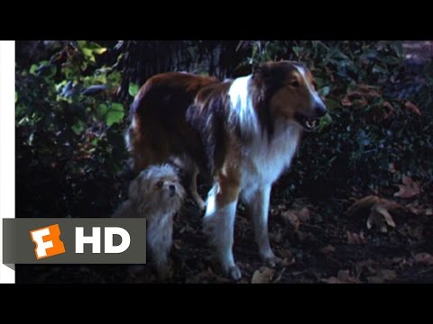 Lassie Come Home (8/10) Movie CLIP - Sticks and Sacrifices (1943) HD