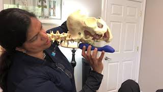 How to use Myofascial Tools- Craniocradle, Sacrowedgy and small Therapy Ball