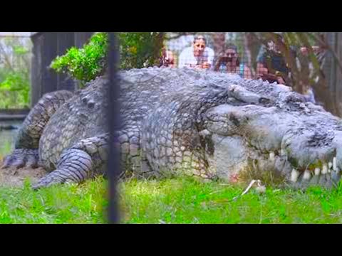 15 Abnormally Large Crocodiles That Actually Exist