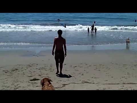 Cães 🐶na Praia!😅