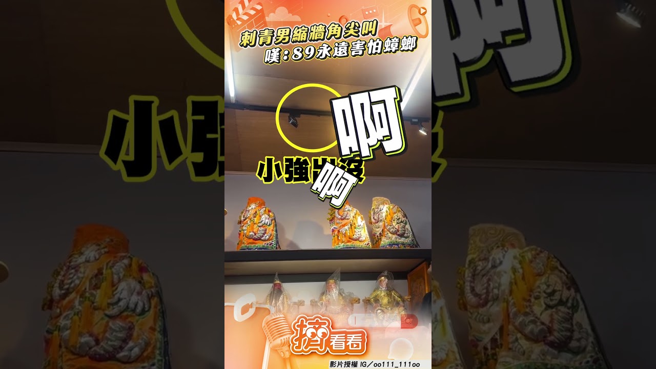 影音／刺青男急閃小強「縮牆角尖叫」　高8度哀號嘆：89永遠害怕蟑螂