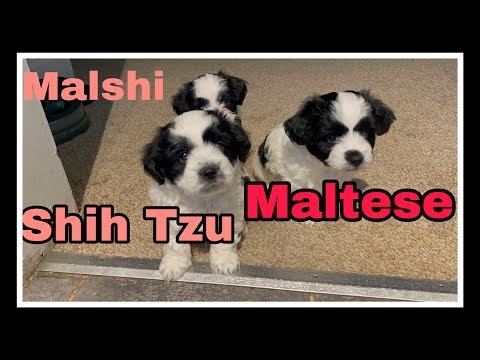 6 weeks old malshi puppies Maltese and shih Tzu