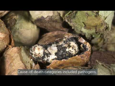 Do patterns of insect mortality in temperate and tropical zones have broader implications?