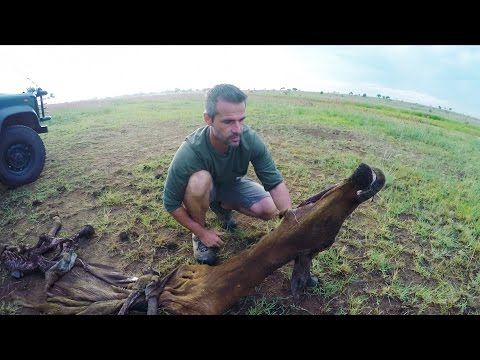 Lions KILL Their Prey! | The Lion Whisperer