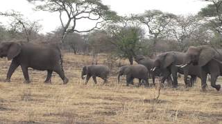 Oliver Mtukudzi - Mwana Wamambo