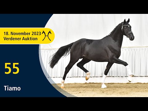 Verden Auction Online - Youngsters - Nov. 18th - No. 55 Tiamo by Totilas - Don Index