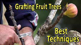 Download lagu Grafting Fruit Trees | The 2 Best Techniques for Grafting Figs and other fruit trees mp3 Download lagu Grafting Fruit Trees | The 2 Best Techniques for Grafting Figs and other fruit trees mp3