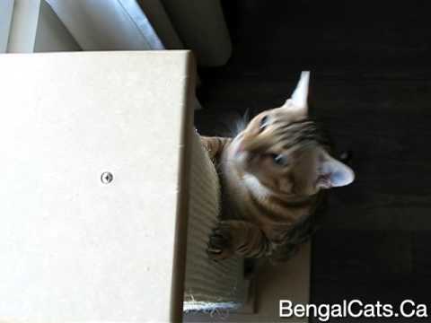 Bengal Cat Using Scratching Post