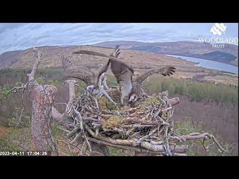 Dorcha screams in delight as Louis the Loch Arkaig Osprey delivers a large lively fish 11 Apr 2023