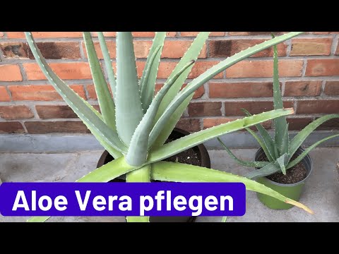Aloe Vera pflegen: Standort, Erde, gießen, schneiden, umtopfen, vermehren, ernten