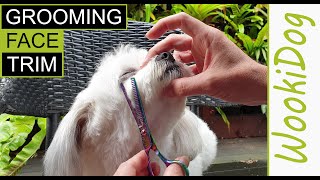 FACE Grooming Head Trim (Easy FAST Malshi dog Haircut) WookiDog Maltese Shih Tzu mix