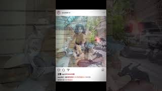 Ig版本 山道? #山道 #山道猴子 #山道猴子的一生 #北宜 #北宜女神