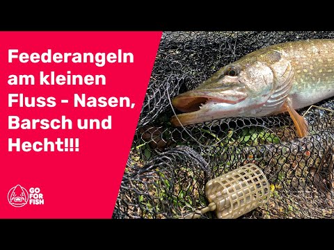 Feederangeln am kleinen Fluss - mit dem Feeder Korb auf Nasen, Barsch und sogar Hecht!