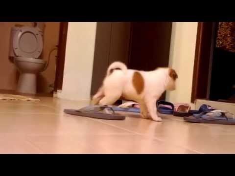 Bobo Peed Everywhere