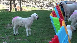 Funny Duck Sounds, Rabbits, Animals, Cows, Baby Sheep, Chicks, Goats, Embek Embek