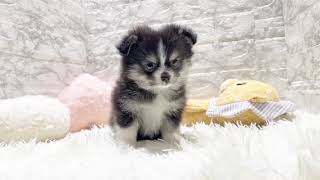 ハーフ犬の動画01