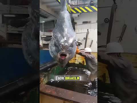 bu balık neden saldırıdan kaçmıyor ?