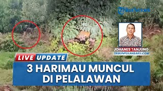 Penampakan 3 Harimau Induk dan Anak di Pelalawan, BKSDA Riau Turun Pasang Kamera Trap