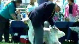 preview picture of video 'English Setter Hector at Gridley'