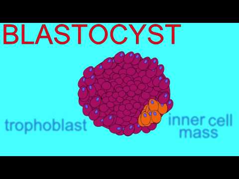 EMBRYONIC DEVELOPMENT: ZYGOTE TO BLASTOCYST