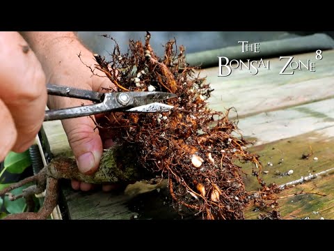 Three Ficus religiosa Bonsai, Part 2, The Bonsai Zone, Aug 2021