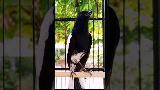 Download lagu Kacer TRETES ganteng #kacergacorfullisianmewah #burung #birds mp3