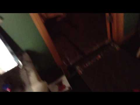 I just got a bath 🛁🚿 boy was it great!🐕