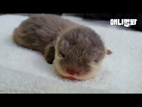 심쿵사 주범 아기 수달.. 최근 먹성 논란ㅋㅋㅋㅣWorld’s Cutest Baby Otter.. 3 Years Later