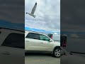 Seagull Lunch Time In A Parking Lot