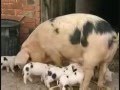 Pink Floyd - Pigs 