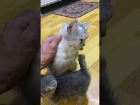 هذا شعوري من ارجع من الشغل و اشوفهم🥹 #حويدر #ابوسوكه #حيوانات اليفه# #قطط #cat
