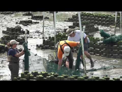 How are living shorelines different from traditional breakwaters?