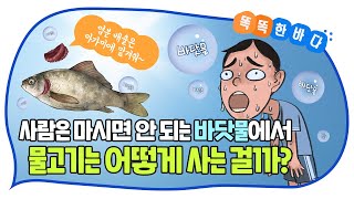 사람은 마시면 안 되는 바닷물에서 물고기는 어떻게 사는 걸까? [똑똑한 바다]